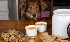 Three Easy Homemade Dog Treats