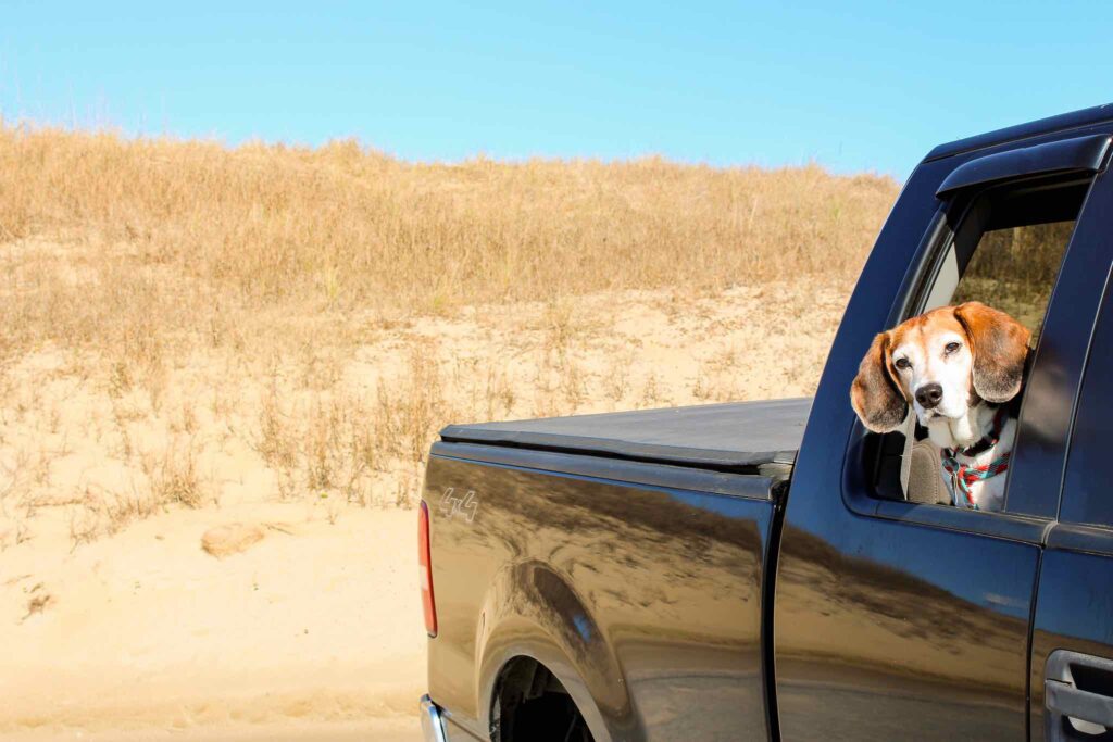 dog looking out of truck window