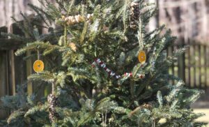 Decorate a Tree for Birds