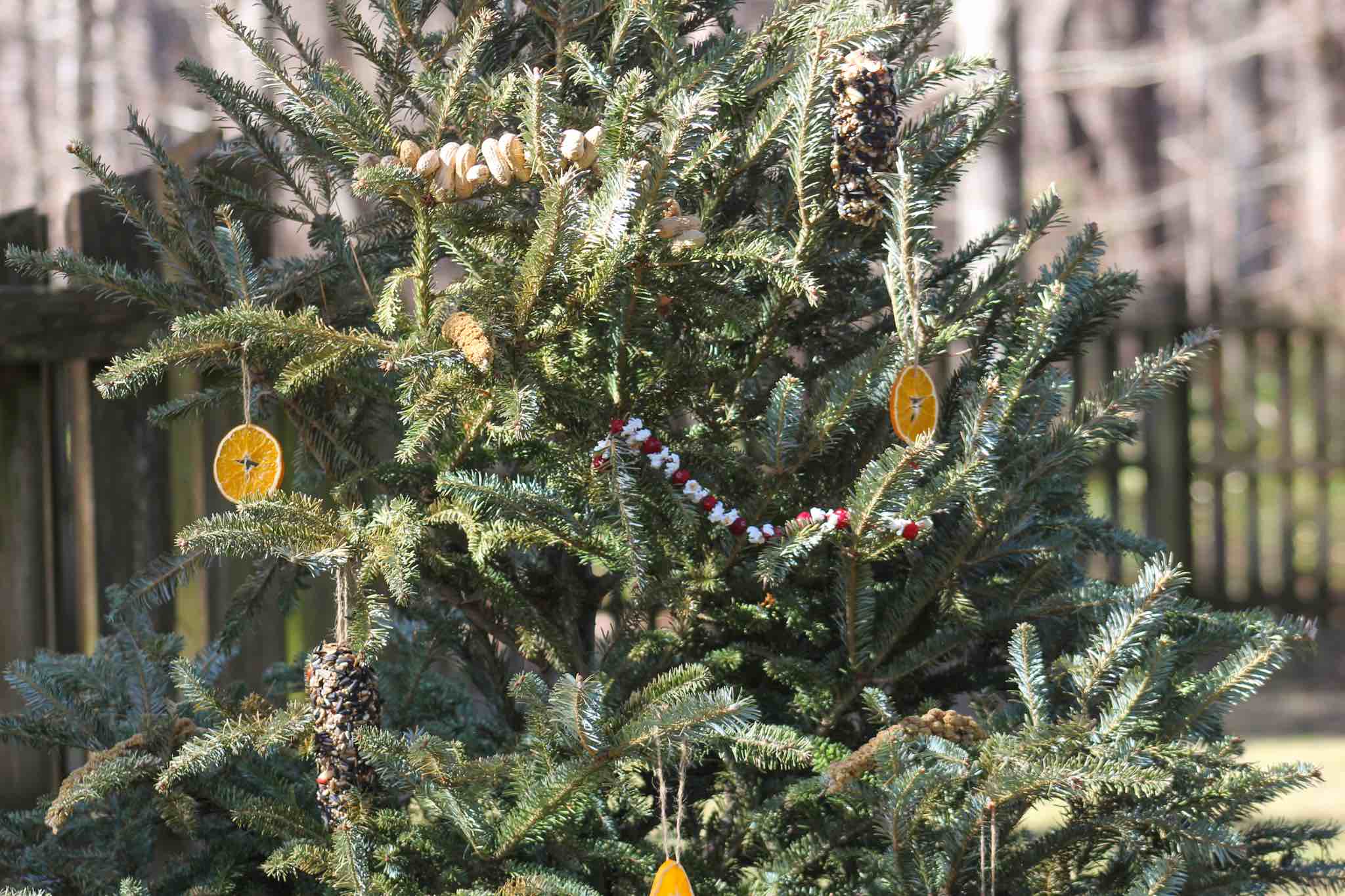 Decorate a Tree for Birds